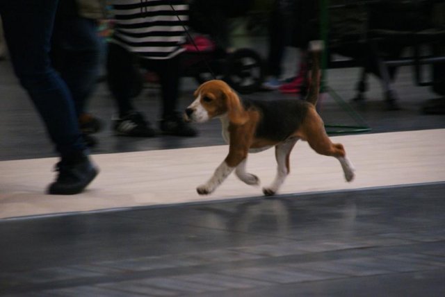 beagle - tango 8